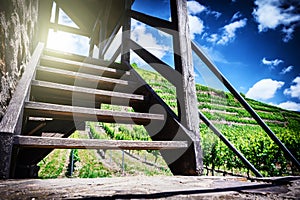 Summer landscape with vineyard and stairs to watch tower