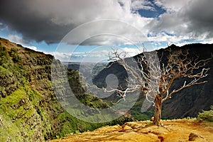 Summer landscape at waimea canyon