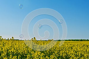 Summer landscape for wallpaper. Yellow rapeseed field, soap bubbles against a blue sky with clouds