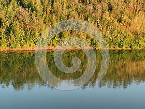 Summer landscape with water of  lake and reflection of  coast with wood