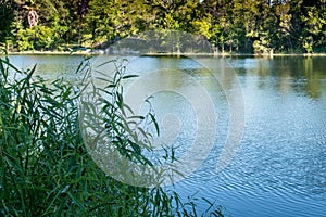 Summer Landscape Water and Trees