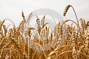 Summer landscape of wheat field. Ripe cereals field. Golden spikelets of ripe wheat close up