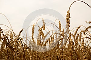 Summer landscape of wheat field. Ripe cereals field. Golden spikelets of ripe wheat close up