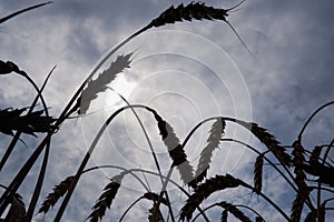 Summer landscape of wheat field. Ripe cereals field. Golden spikelets of ripe wheat close up