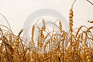 Summer landscape of wheat field. Ripe cereals field. Golden spikelets of ripe wheat close up