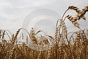 Summer landscape of wheat field. Ripe cereals field. Golden spikelets of ripe wheat close up