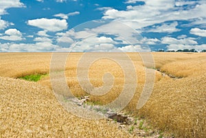 Summer landscape with wheat field and soil erosion