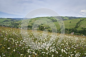 White chamomile meadow on the background of green mountain hills. Carpathians. photo