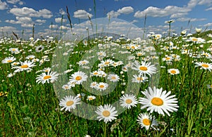 Summer landscape with white daisies on a green meadow