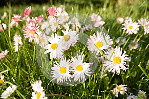 Summer landscape with white daisy field flowers and green grass.