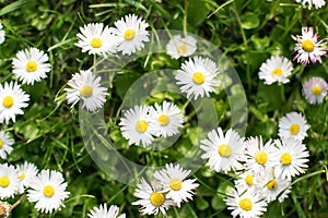 Summer landscape with white daisy field flowers and green grass.