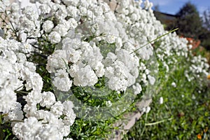 White terry gypsophila blossoms luxuriantly in a flowerbed in the garden. photo
