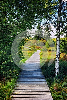 Summer landscape with wooden pathway