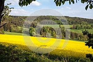 Summer Landscape With Yellow Field in Czech Countryside