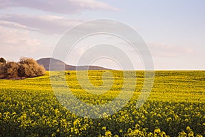 Summer landscape with yellow rape field in Hungary