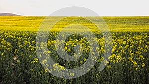 Summer landscape with yellow rape field in Hungary