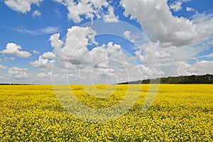 Summer landscape of yellow rapeseed field and blue sky with fluffy clouds