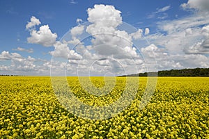 Summer landscape of yellow rapeseed field and blue sky with fluffy clouds