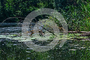Summer landscape â€“ pond, fallen dry tree