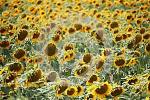 Summer large sunflowers field background