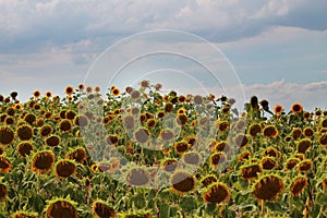 Summer large sunflowers  field background