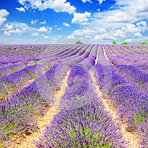 Summer Lavender field