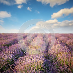 Summer lavender field