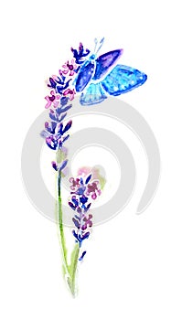 Summer lavender flowers and butterflies