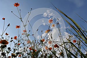 Summer lawn with blooming cosmos. View from below on orange flowers on the background of blue sky with white clouds