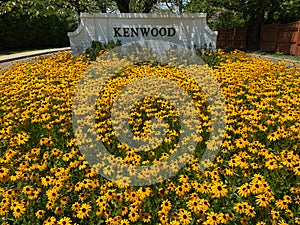 Summer Lazy Susan Flowers at the Entrance to Kenwood photo