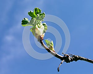 Summer leaf