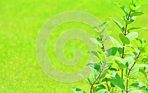 Summer leaves and garden lawn on a backdrop. Copy space.