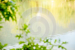 Summer leaves green Leaf background with water reflection