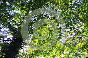 Summer leaves on an old beech trees as a multiple exposure abstract