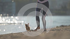 summer leisure activity of active sport woman owner running with little chihuahua pet dog on city sand beach with