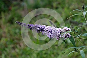 Summer lilac or Buddleia davidii flowering plant with lilac to violet opening blooming flowers on single narrow pyramidal spike