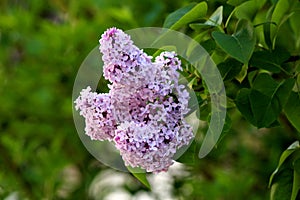 Summer lilac or Buddleia davidii flowering plant with violet fully open blooming flowers on multiple pyramidal spikes surrounded