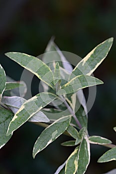 Butterfly-bush Buddleja davidii Harlequin, variegated foliage photo