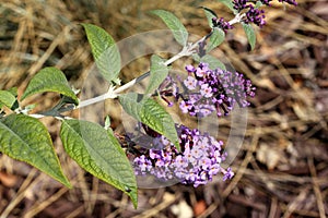 Summer lilac, Butterfly-bush, Buddleja davidii