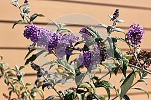 Summer lilac, Butterfly-bush, Buddleja davidii