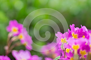 Summer lilac flowers on a green background close-up.