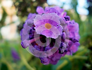 Summer Lilac purple flower close-up