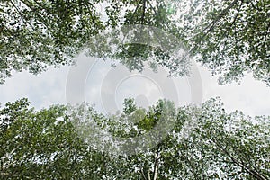 Summer looks up at the sky in the woods