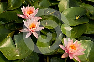 Summer lotus