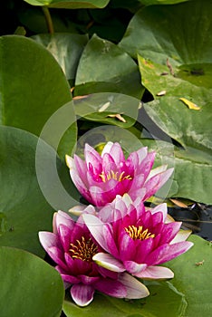 Summer lotus