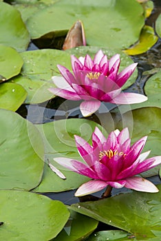 Summer lotus