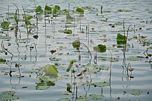 Summer lotus leaf and shadow in the lake