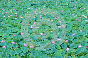 Summer lotus pond