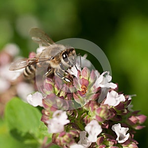 honey bee on the pink flower