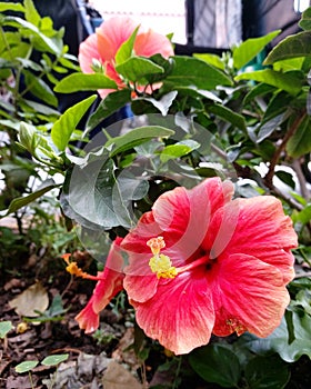 Summer mallows - Hibiscus rosa-sinensis